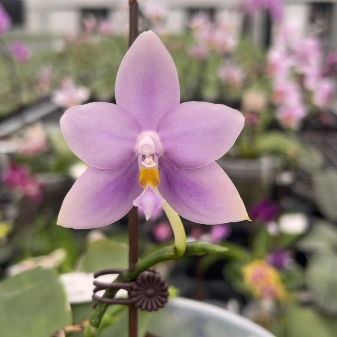 完全开放1195 22MC