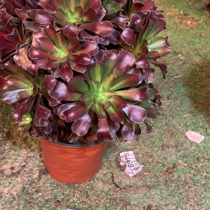 205多肉植物一物一拍