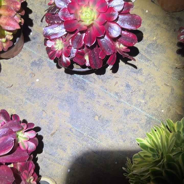 多肉法师植物链接90