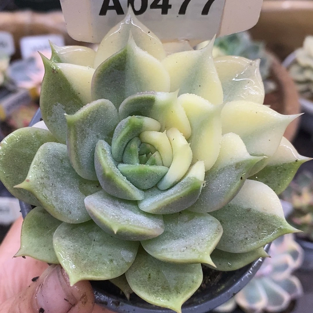 477贝加尔湖哈哈哈哈