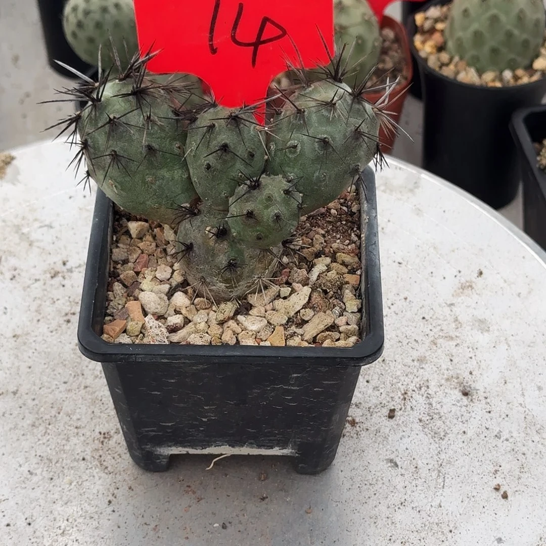14号黑狂刺习11111