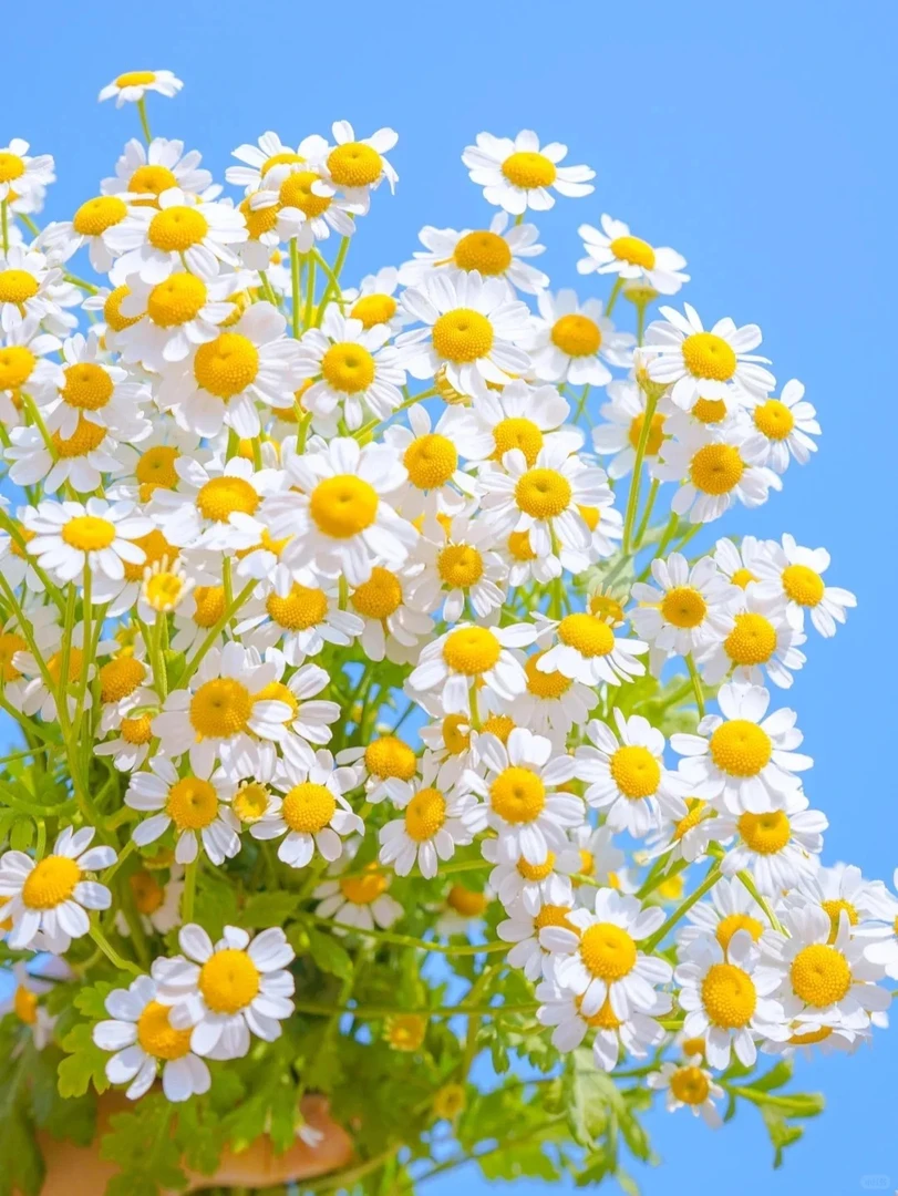 洋甘菊  任意两单升级顺丰冷链 花苞需醒花摘叶