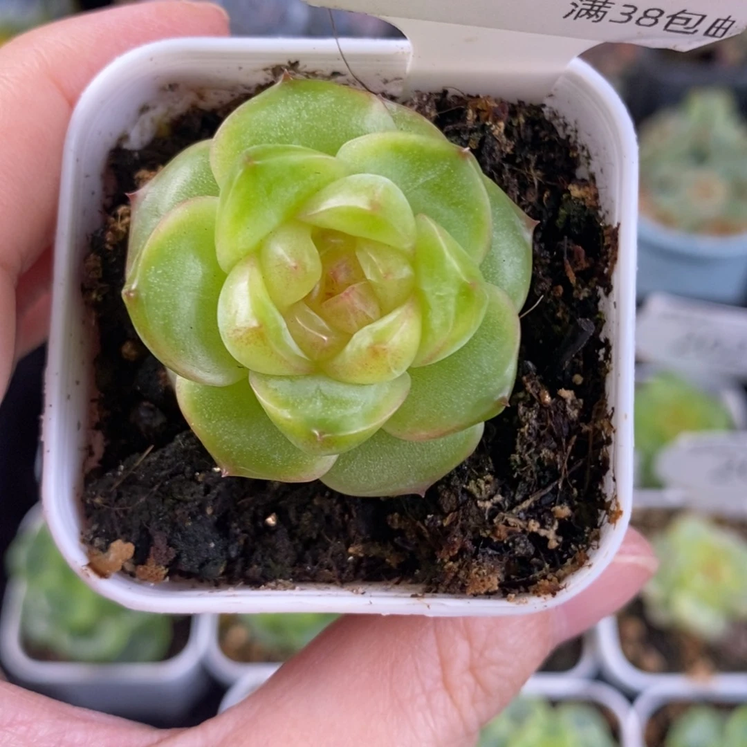 新品孤品珍妮单头207号