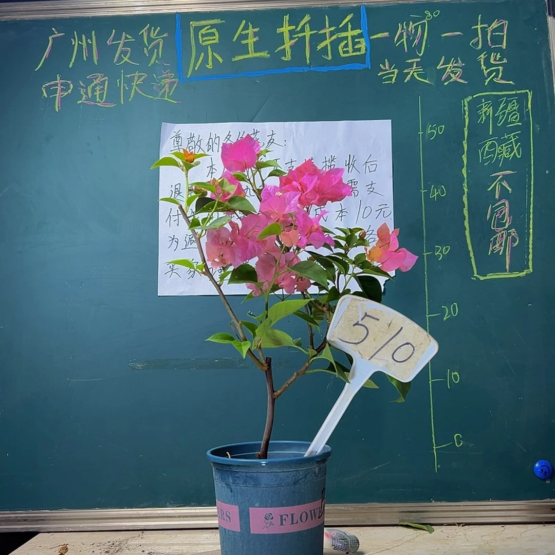当前无花栽培后可以开花 波伊斯玫瑰  510