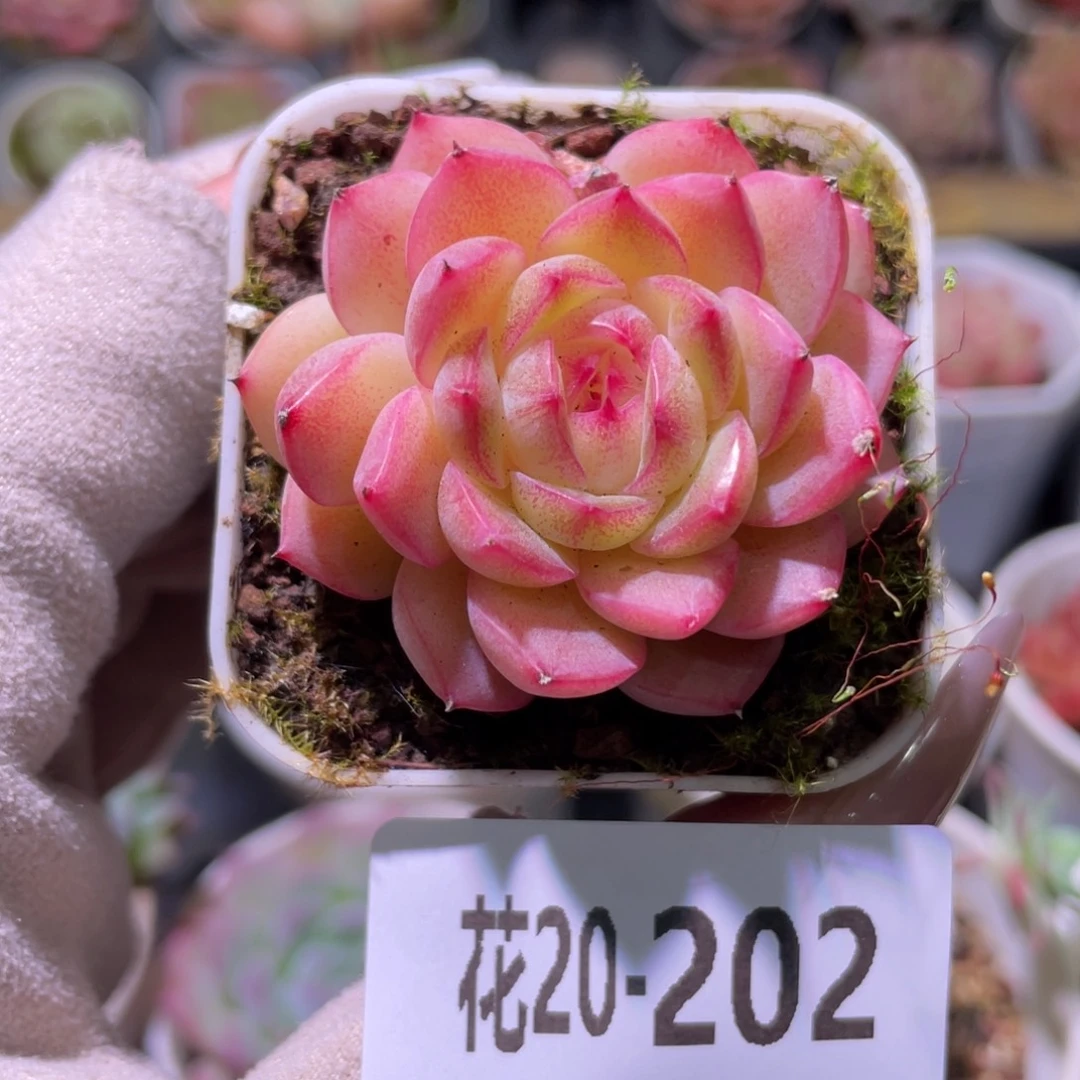 花利美20-202福利珍妮