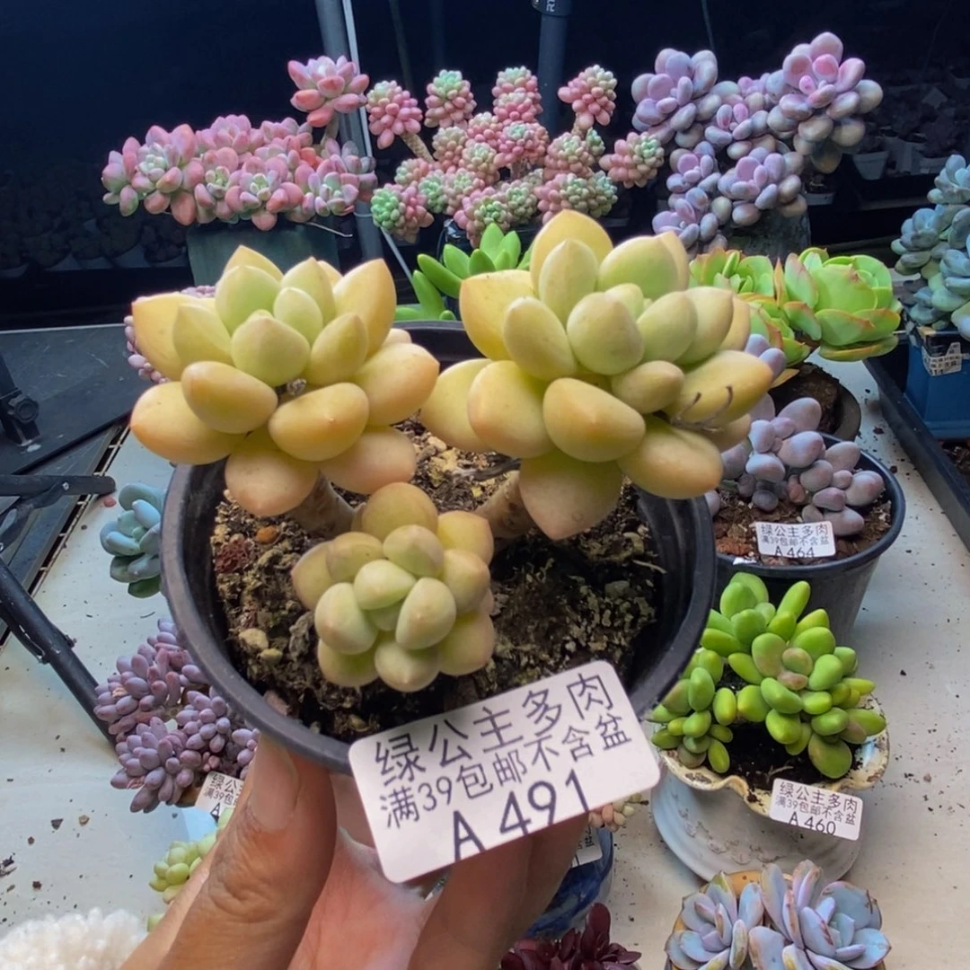 491泡泡糖多肉6cm
