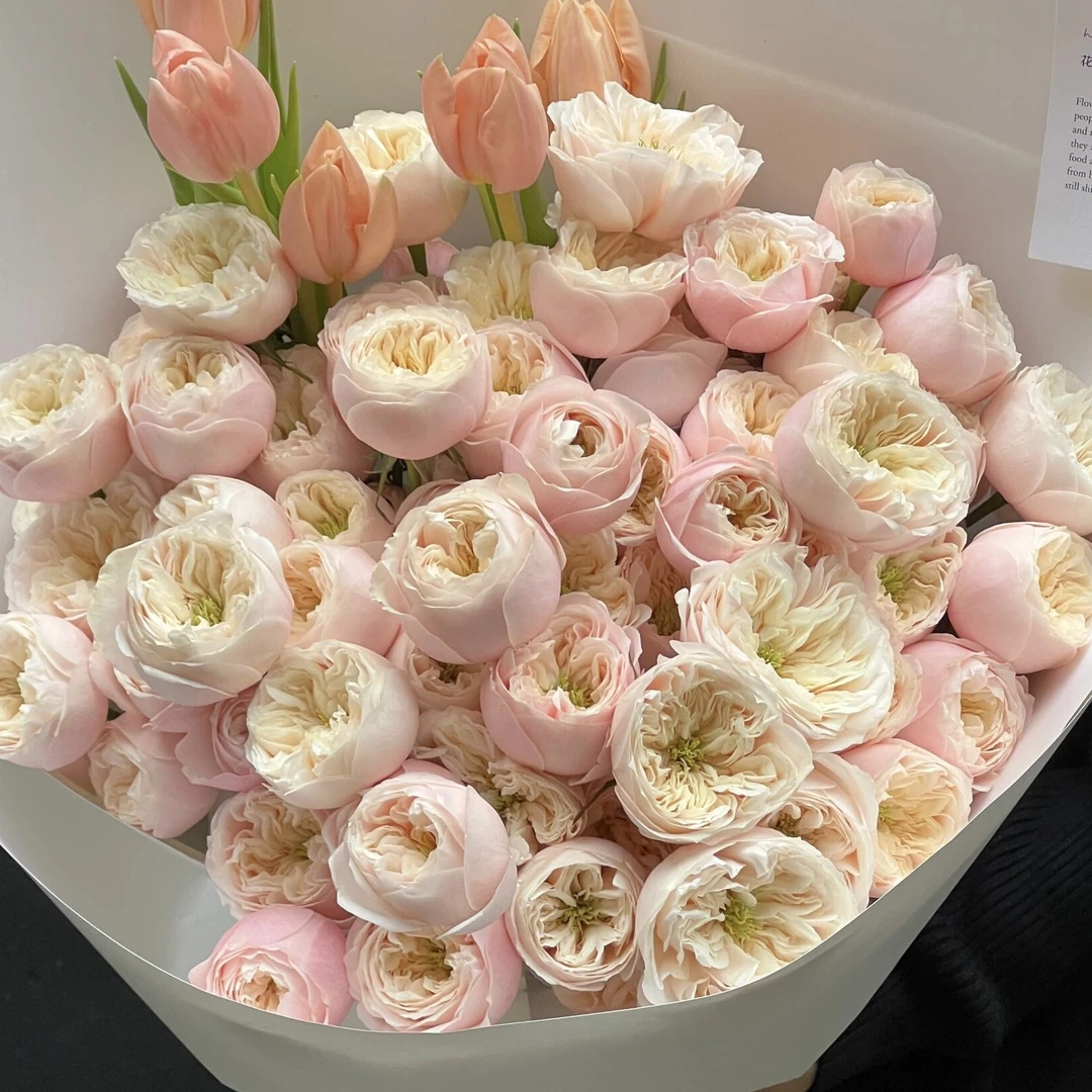 多头达林顿玫瑰奥斯丁花型水培鲜花