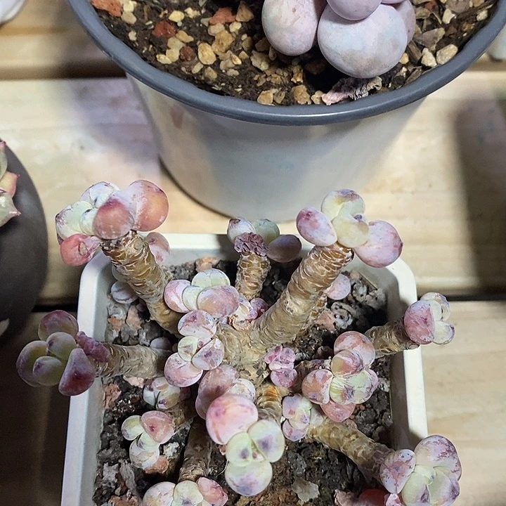 胭脂精品多肉罗琦013