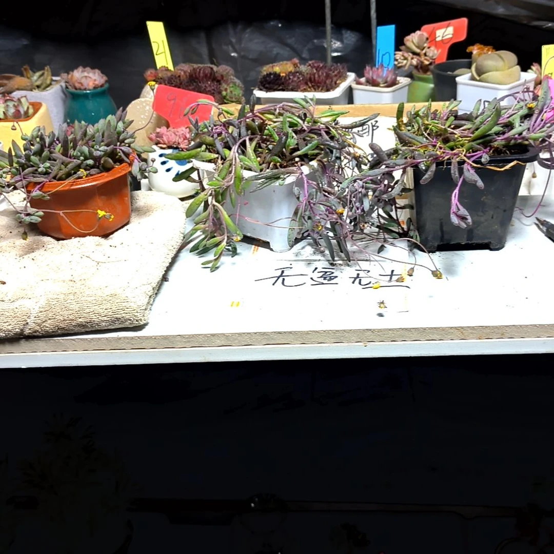 满6元包邮，大盆紫玄月大方盆