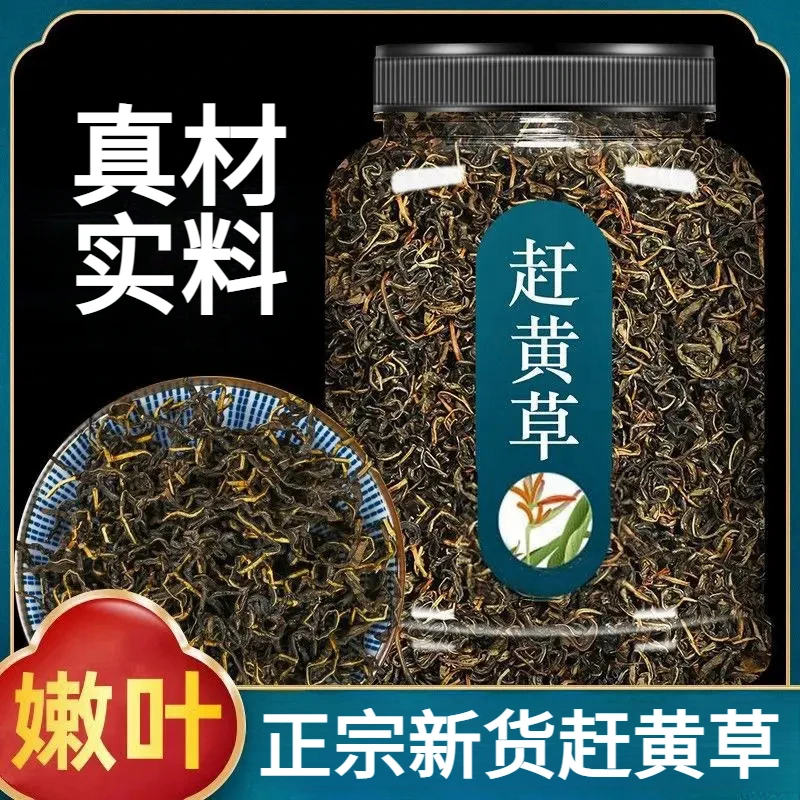 四川古蔺正宗赶黄草当季新货新鲜嫩叶养生益肝草赶黄草泡茶泡水喝