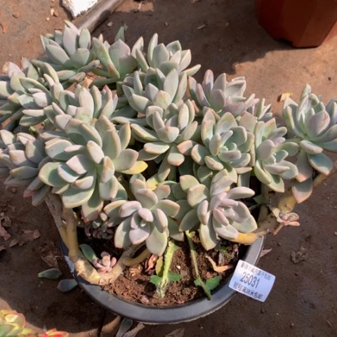 三*娃东美人25031多肉