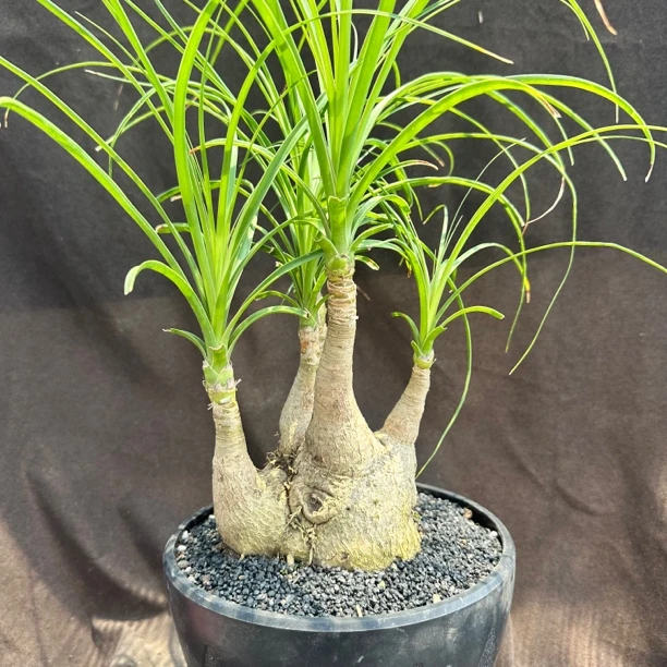 象鼻款酒瓶兰，妖娆造型 潮流块根植物 一物一拍