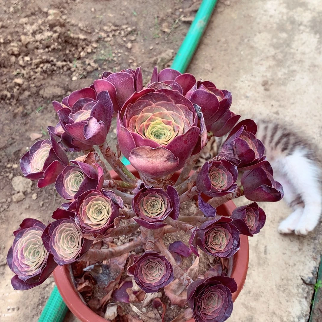 魅金玫瑰，多肉植物