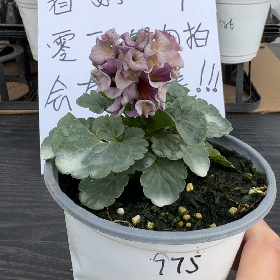 全部花朵119号975