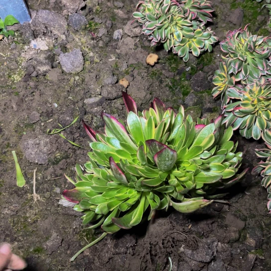 早霞多肉植物捧花的