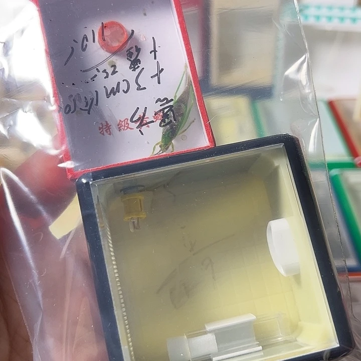 明***目蟋蟀哈哈哈哈哈哈哈哈哈哈哈哈