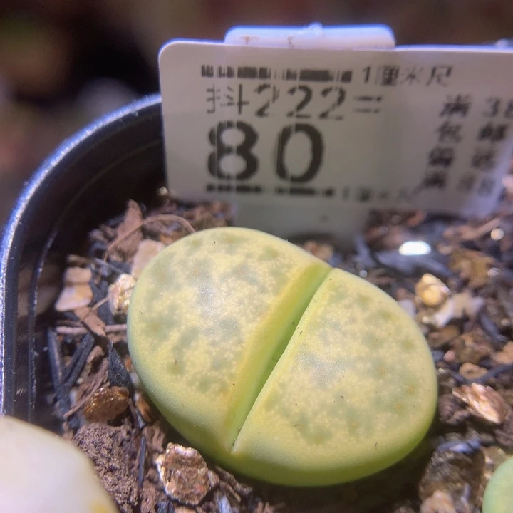 精品生石花222.80