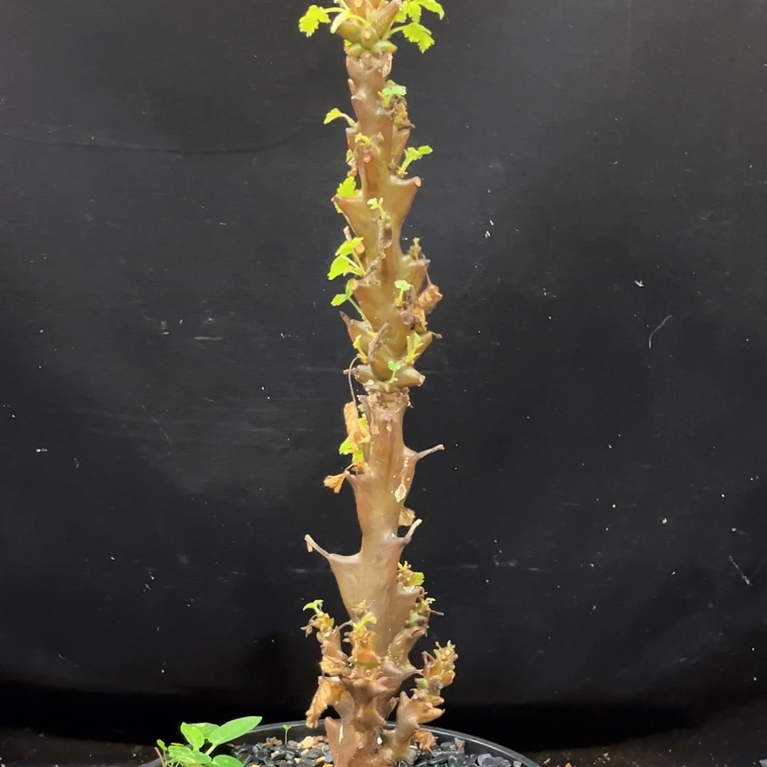 潮流植物 墨西哥角榄 脱土漏