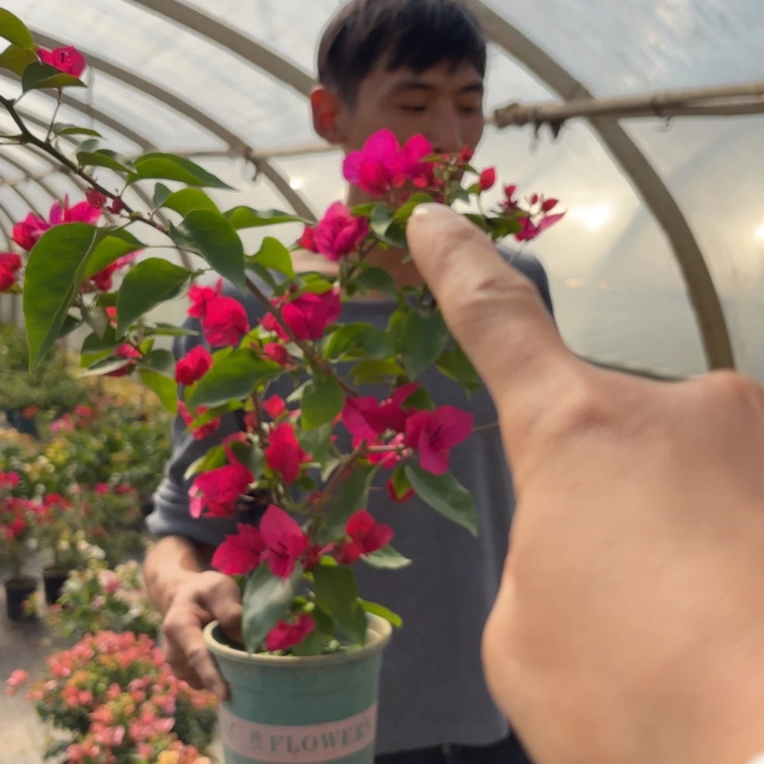 全部花苞（蓝月亮）三角梅会落花落叶会光杆苗有大有小