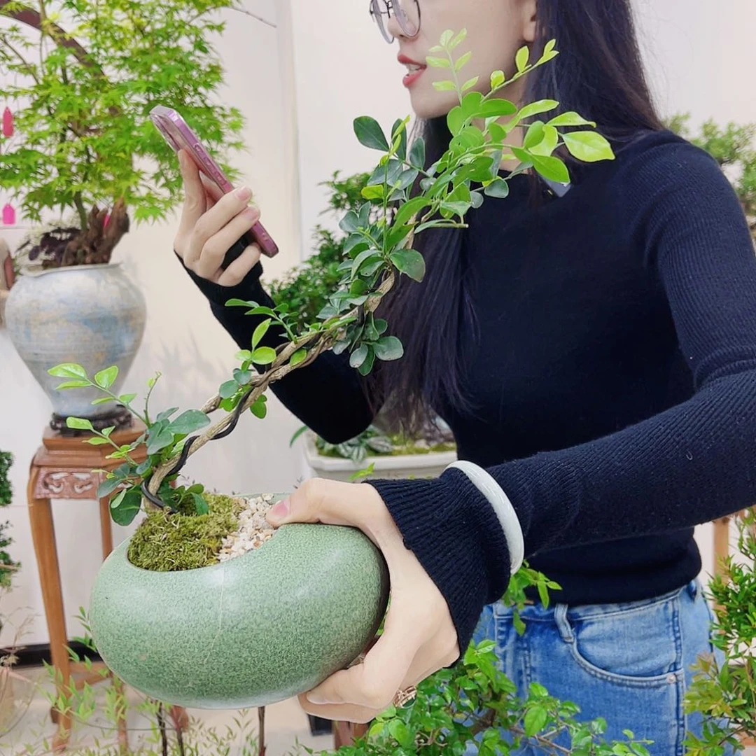 高端绿植一物一拍