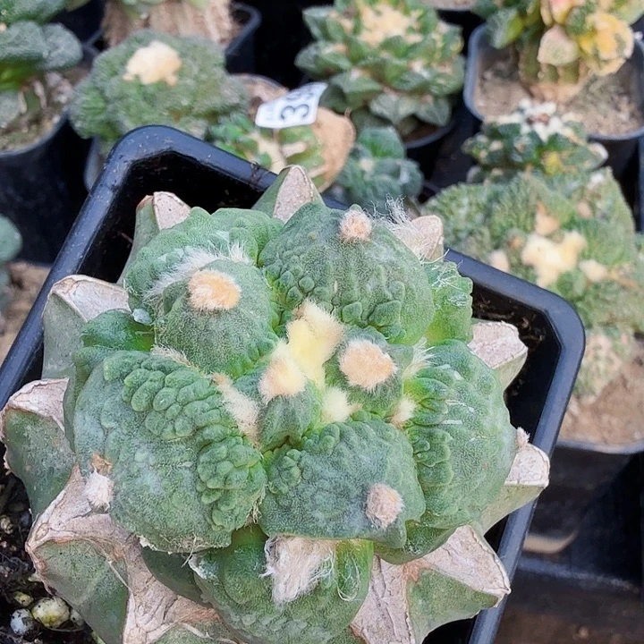 转***圈无花朵411精品怒涛