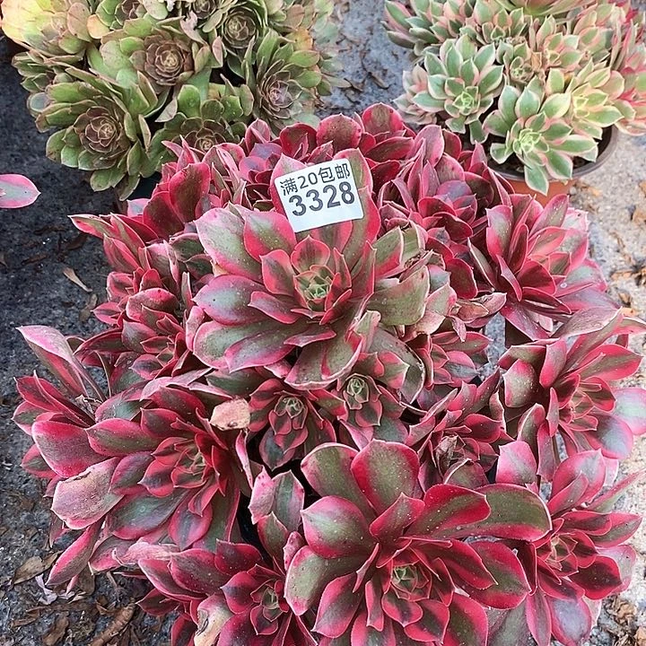 3328 一颗女妖法师