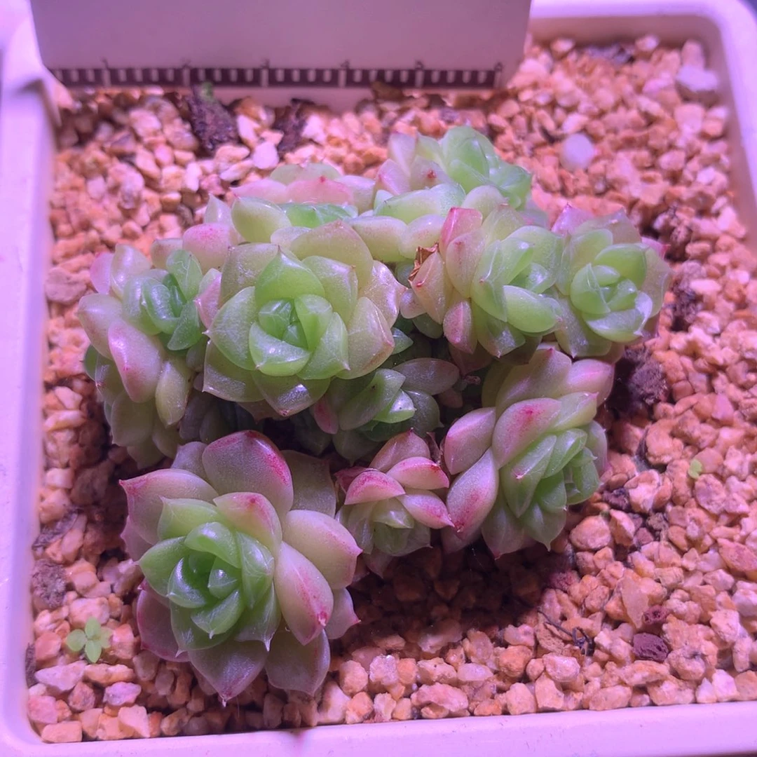 葡萄珍妮麦秆自然群不包整