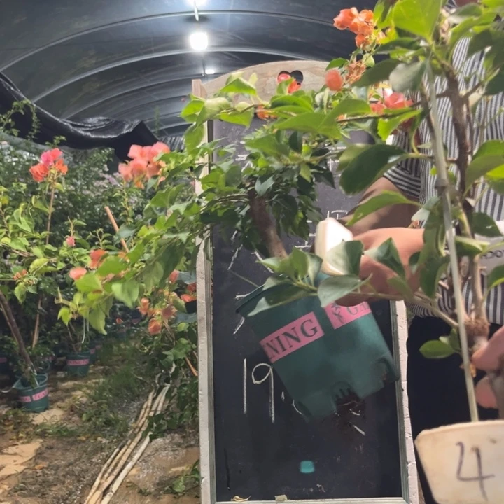 无花朵三角梅三角梅48