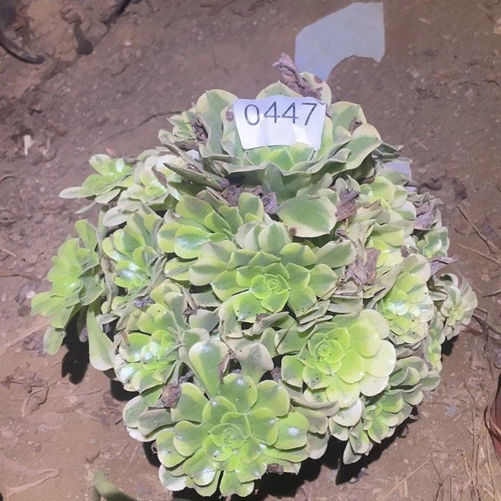 多肉植物不包断枝447绿豆沙