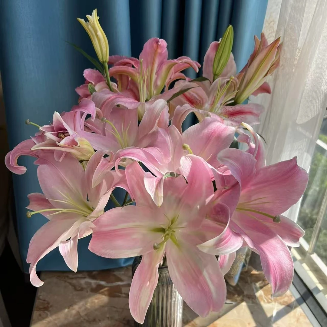 【星光】香水百合鲜切花（五度以下拍保温棉 不拍不售后）