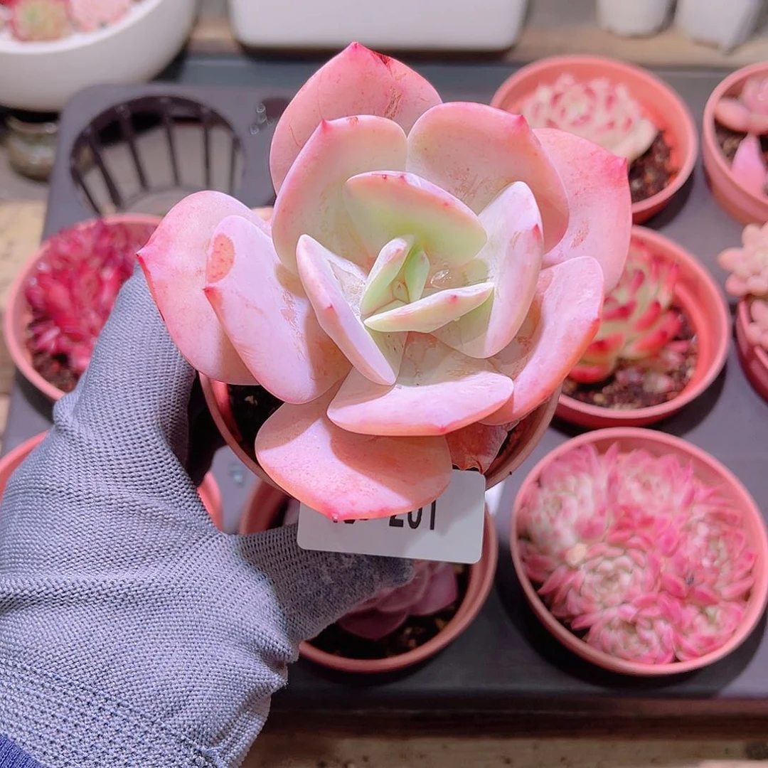 花05-201白凤单头