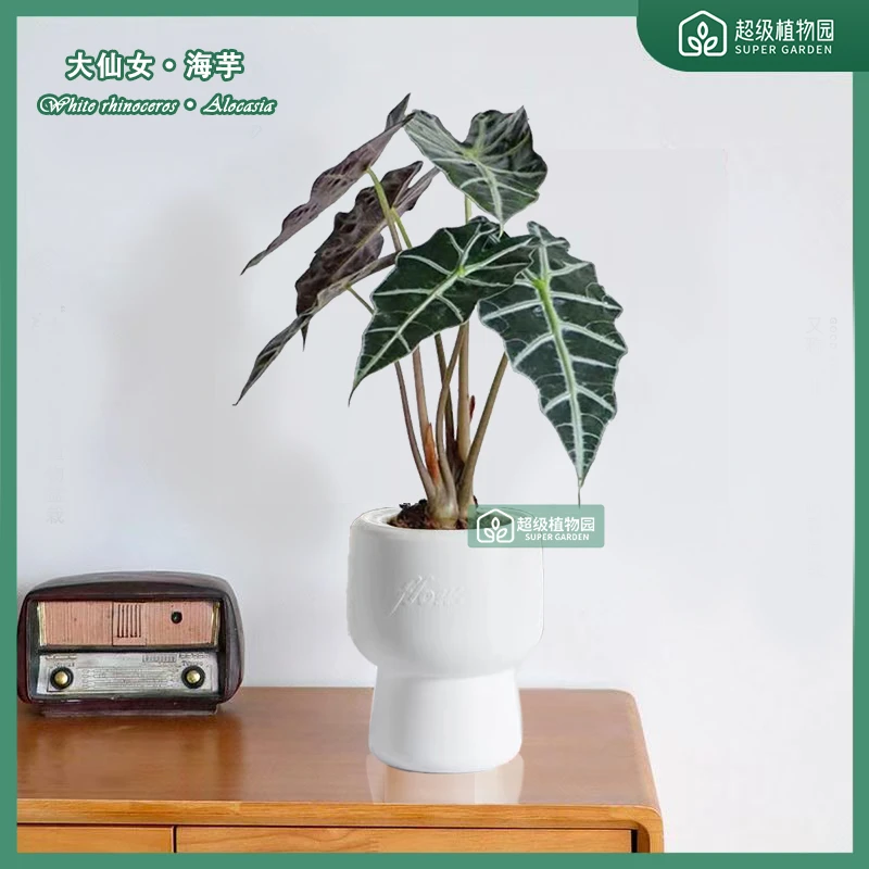 大仙女海芋观音莲植物盆栽客厅阳台盆景好养耐看绿植25-35cm