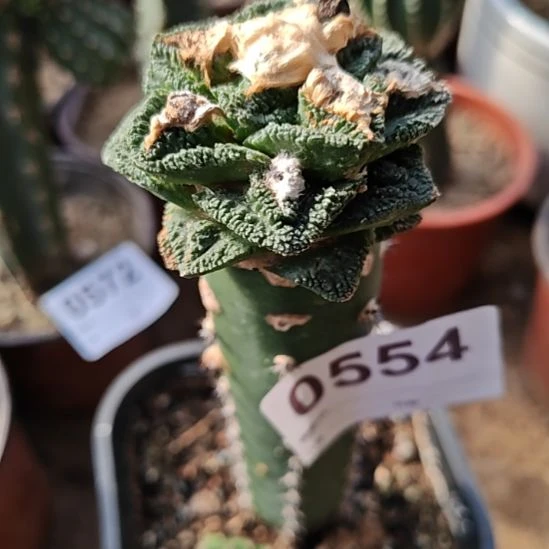 秀普苗接牡丹福554