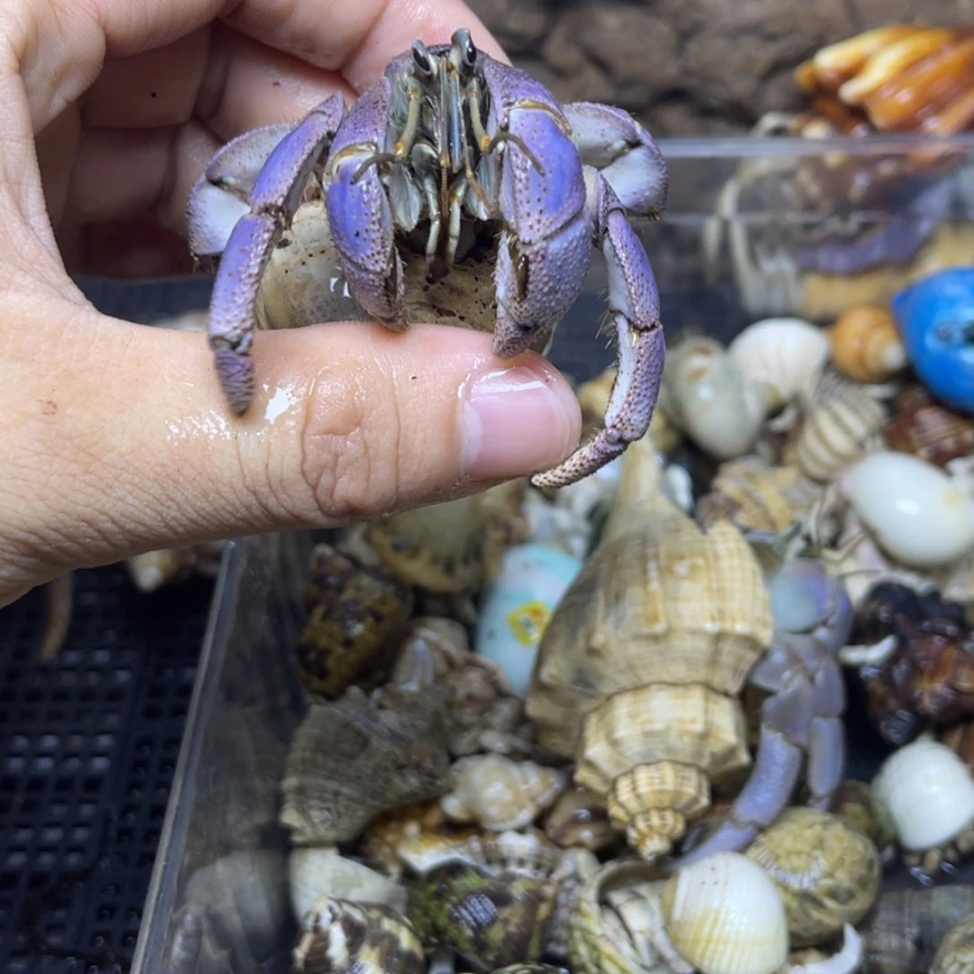 三口大里拉寄居蟹
