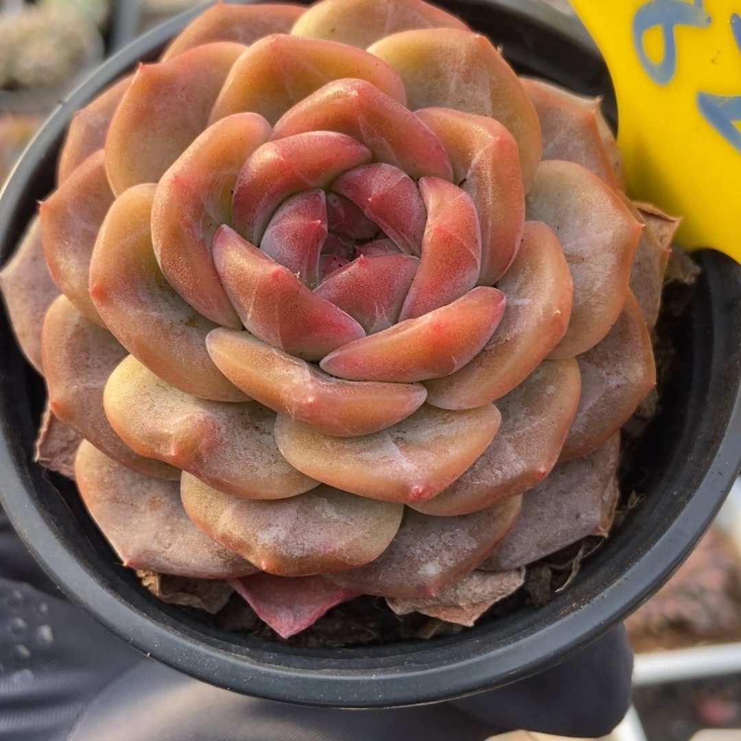 826冰魄多肉植物保护