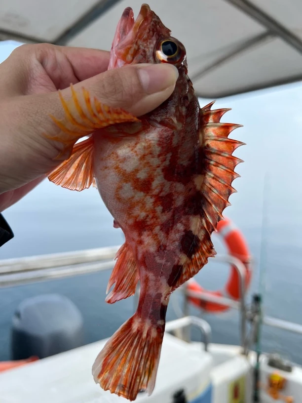 福建 野生海钓十九公