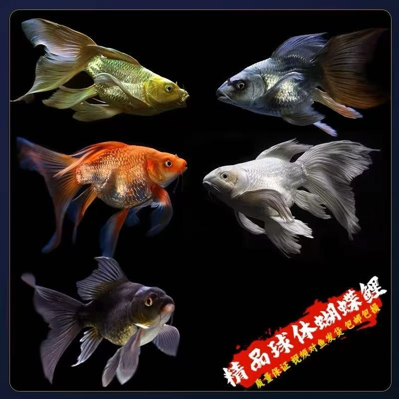 一物一拍彩蝴蝶鲤大鳍大尾短身普身~顺丰~包邮