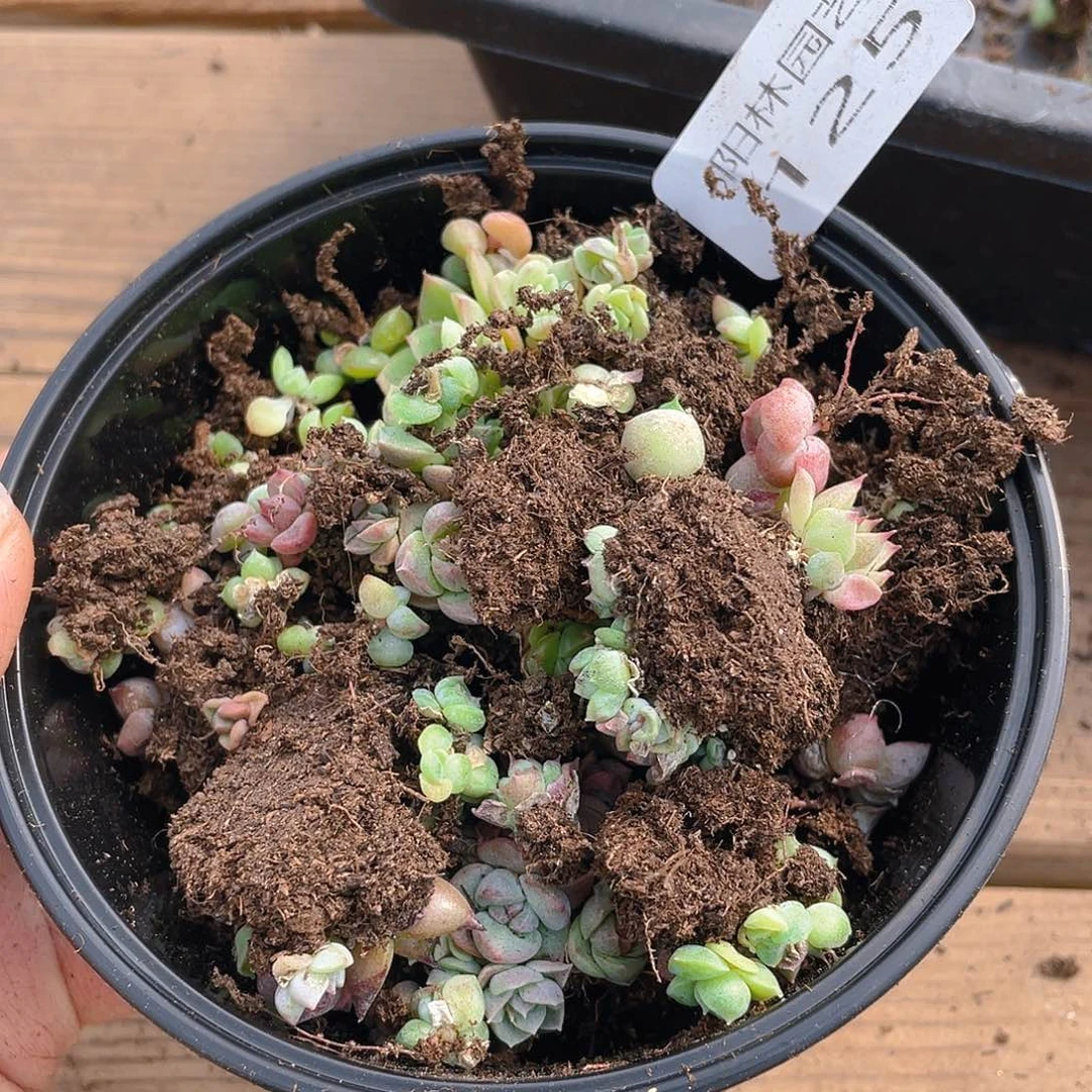 多肉植物多肉植物125