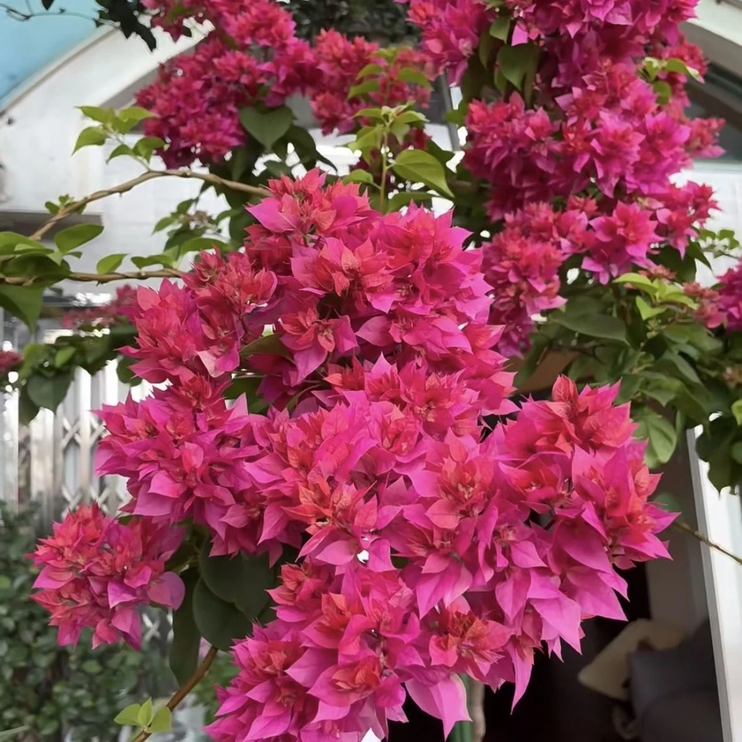 重瓣红 三角梅庭院阳台四季勤花带盆土带花 包对版 不包活