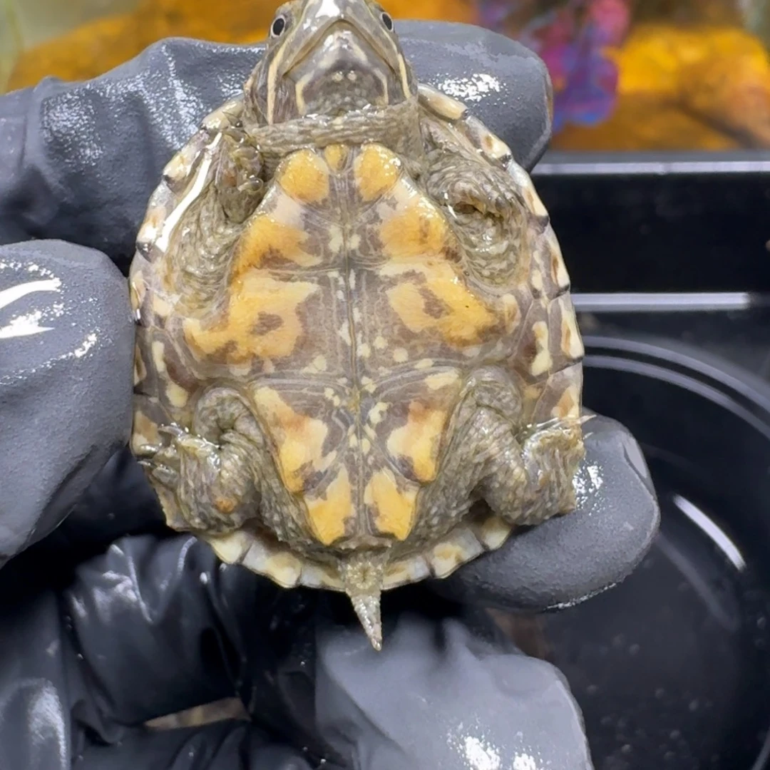 蛋龟不分公母麝香