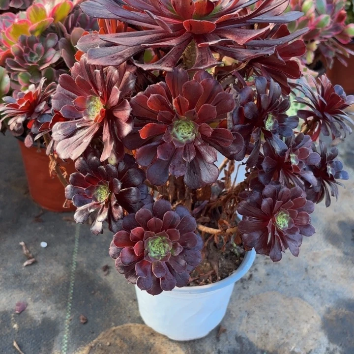 瑞妈多肉园艺907墨瞳花脸
