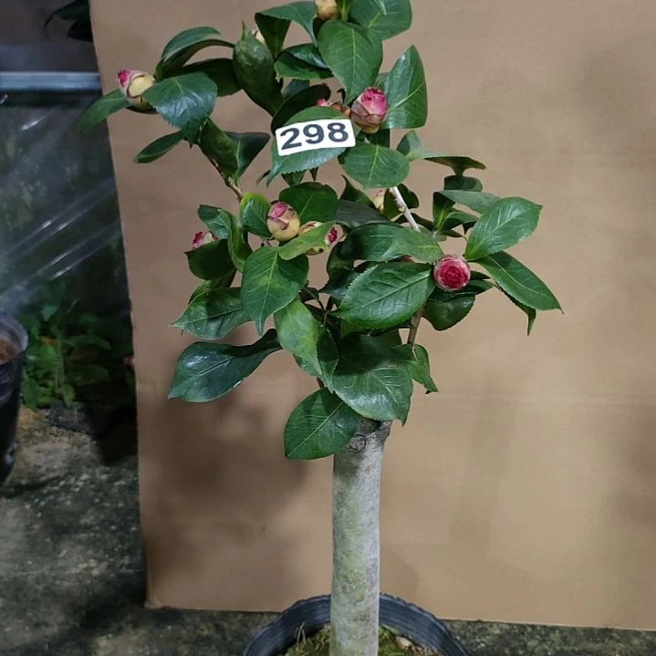 298海伦，原盆原土发货