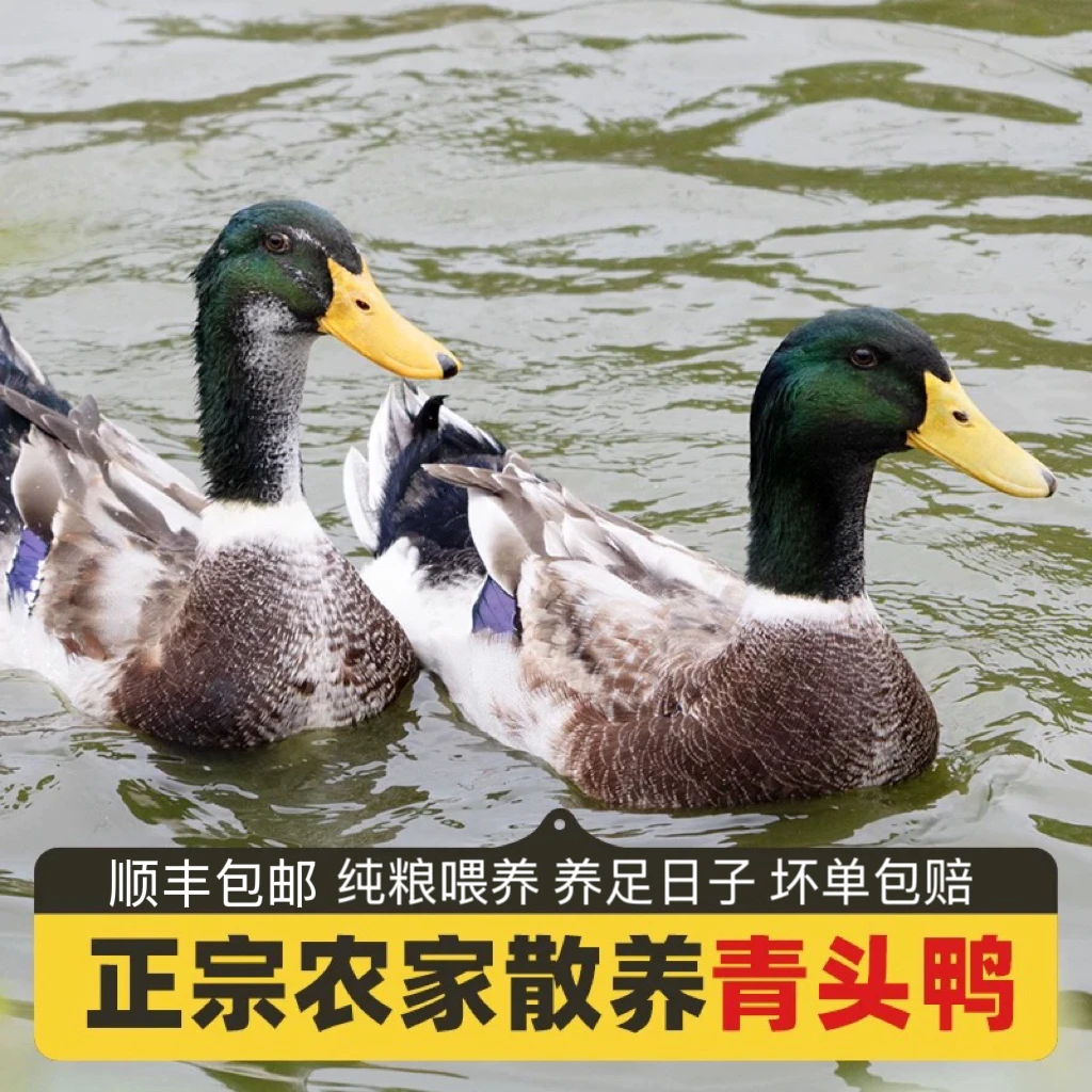广东山水放养青头鸭养足180天，5.5斤到6斤宰杀好发货