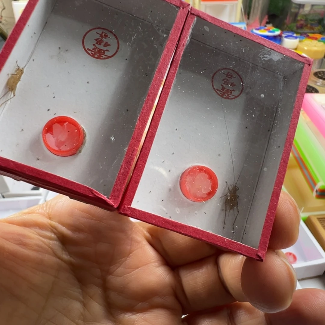 蟋蟀两只黄老师中黄