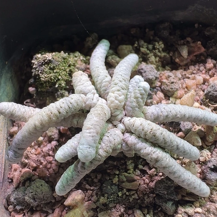 开播福利来啦。  255