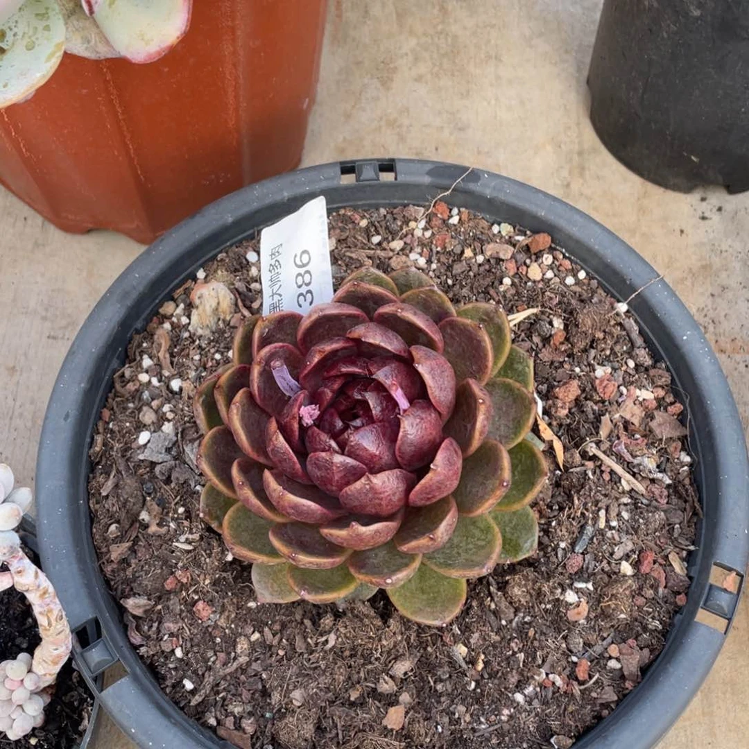 黑大帅多肉386水晶