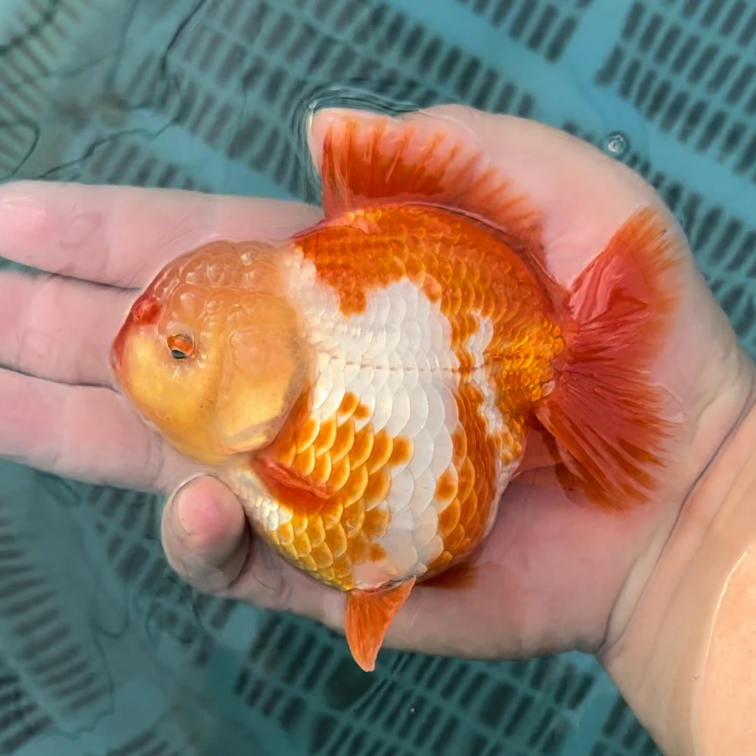 百褶泰狮兰寿观赏鱼冷水淡水鱼