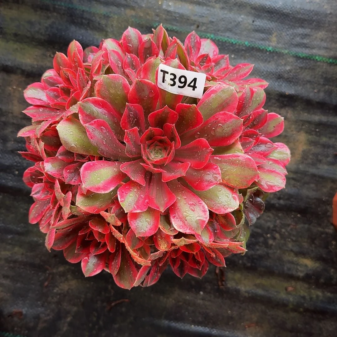 全部花朵394粉女妖444冠服23左右