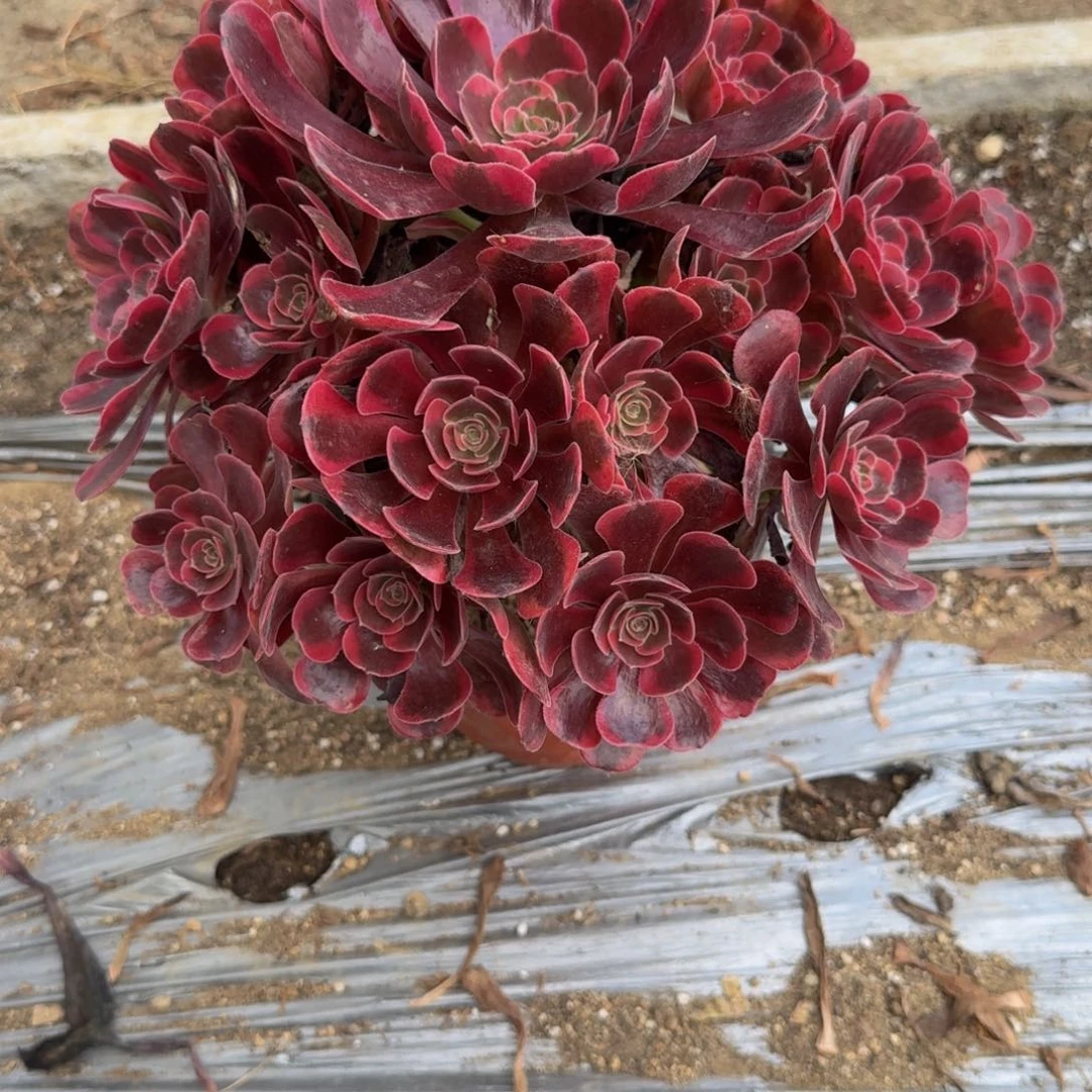 160爱神。多肉植物