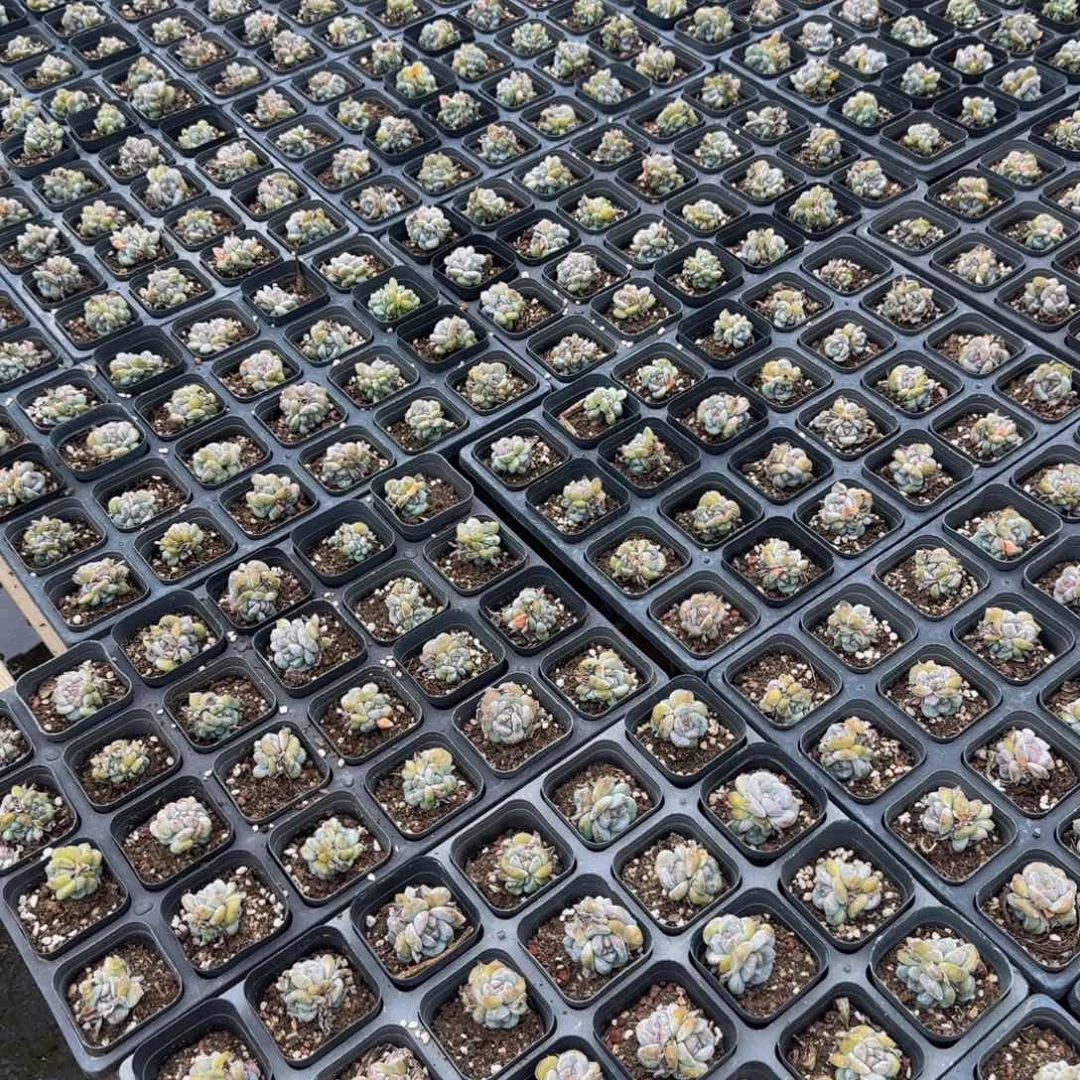 ****宝24颗一组3头混合圆叶星影特价